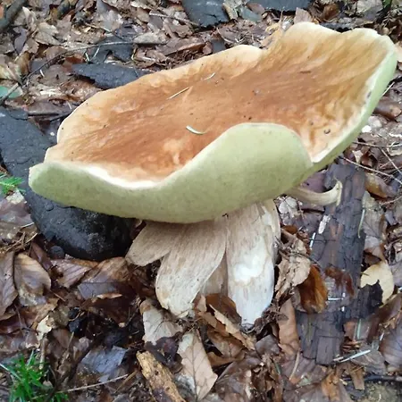 федорчуків за рікою *